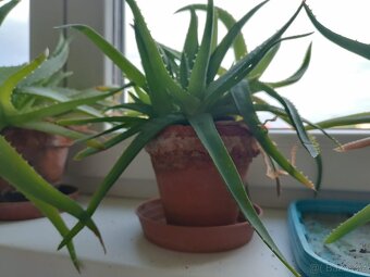 Aloe Vera - 4