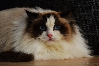Dospělá kastrovaná kočička Ragdoll s Pp - 4