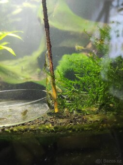 Sladkovodní krevetky Neocaridina - 4