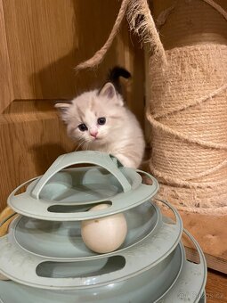 Ragdoll koťata s PP - 4