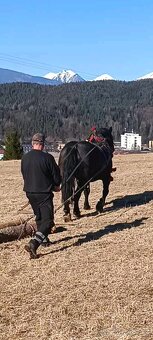 Predám ťažného koňa - 4