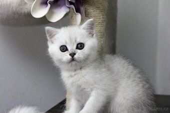 Briska kočička silver saded - 4