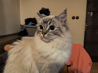 Krásná kočička Ragdoll bez PP - 4