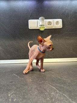 Sphynx - 4