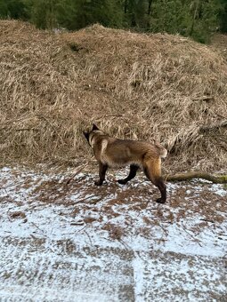 Belgický ovčák malinois - 4