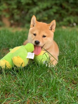 Shiba inu - 4
