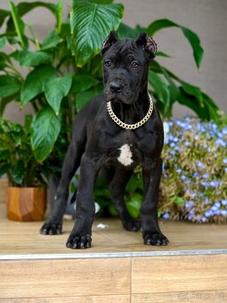 Bandog, Mastiff, Molos - 4