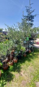 Olivovníky různé velikosti - 4