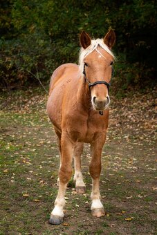 S TĚŽKÝM SRDCEM NABÍZÍME K PRODEJI - 4
