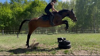 Malopolská klisna, 12 let - 4