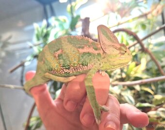 Chameleon Jemenský samec - 4