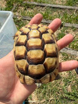Želva Vroubená 🐢 Testudo Marginata nz.2022 - 4