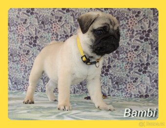 MOPS s PP. - 4