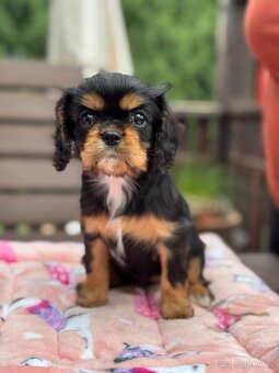 Cavalier King Charles Spaniel s PP - 4
