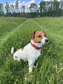 Jack russell teriér k dispozici na krytí - 4