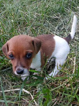 Štěňátka Jack Russell - 4
