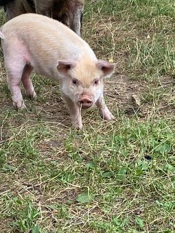Kune - 4