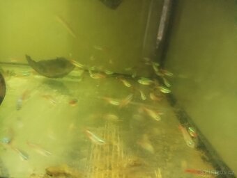 Prodej s vlastního chovu - 4