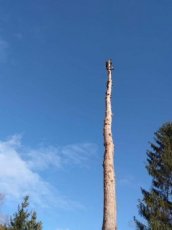 Rizikové kácení a prořez stromů - 4