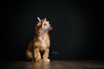 Čínský chocholatý pes / štěně / labutěnka - 4