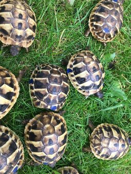 suchozemská želva, želva zelenavá - 4