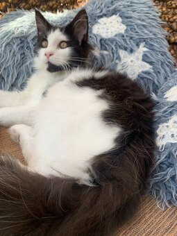 mainská mývalí s PP - 4