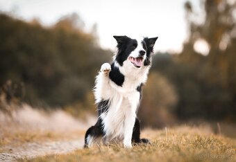 Border kolie štěňátka - 4