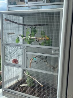 Papoušci nádherní - 4