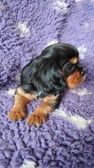 Kavalír king charles spaniel štěňátka s PP - 4