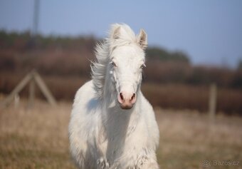 TOP cremello Irský cob/Tinker/Gypsy cob - 4
