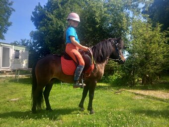 Pony kobylka - 4