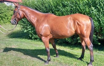 3 letý valach QH - 4
