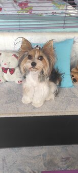 Hledáme krytí/ženicha Biewera - 4