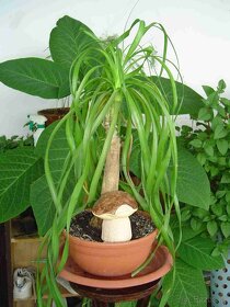 Zahradní dekorace - hříbek, houbička - 4