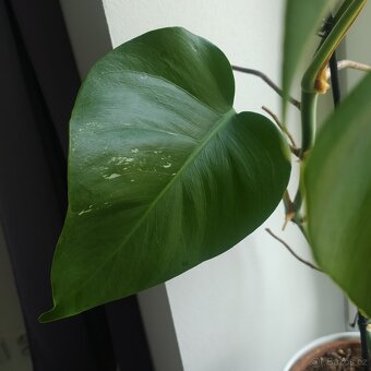 Monstera Albo - 4