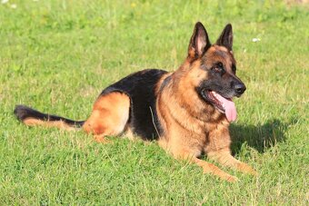 Německý ovčák s PP - krytí - 4