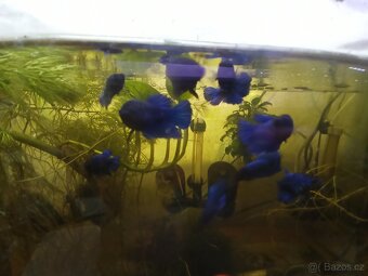 Betta splendens, Bojovnice pestrá - 4