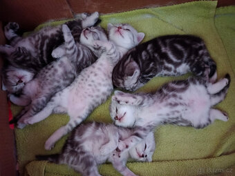 6 britských whiskas koťátek – 3 holky a 3 kluci 🐾 - 4