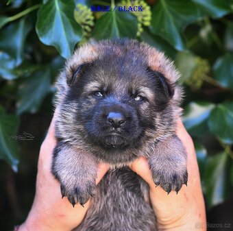 Německý ovčák -Štěnata s PP (FCI) - 4