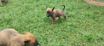 Belgický ovčák Malinois bez PP - 4