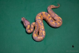 Krajta královská/python regius - 4