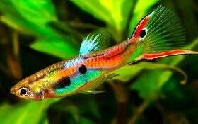 Paví očka,endlerky,krevetky,rostliny - 4