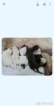 Lagotto romagnolo s PP (italský vodní pes) - 4