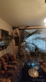 Vzrostlá "pokojová" palma - 4