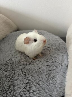 Morče samička- rezervace - 4