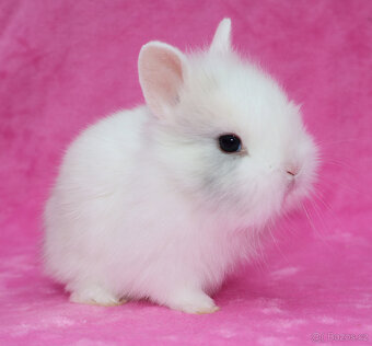 Zakrslý krátkouchý králíček lvíček . Sameček - 4