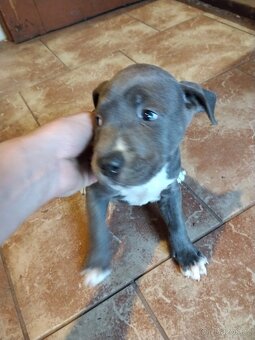 Štěňata Stafford - 4