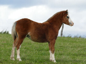 Welsh mountain pony - 4