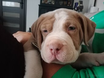 American Bully POCKET/Standard TOP krevní linie - 4
