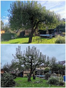Jarní odborný ořez ovocných stromů - 4